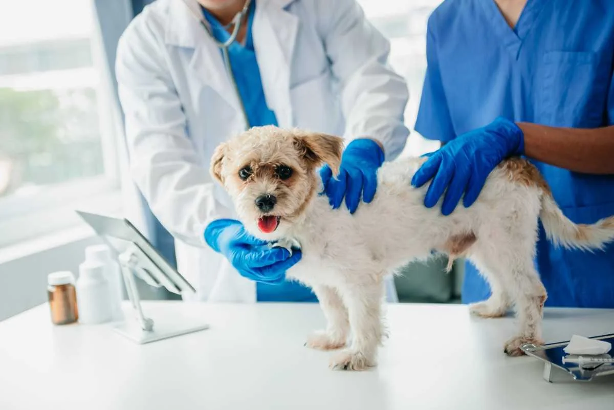 Veterinary Education