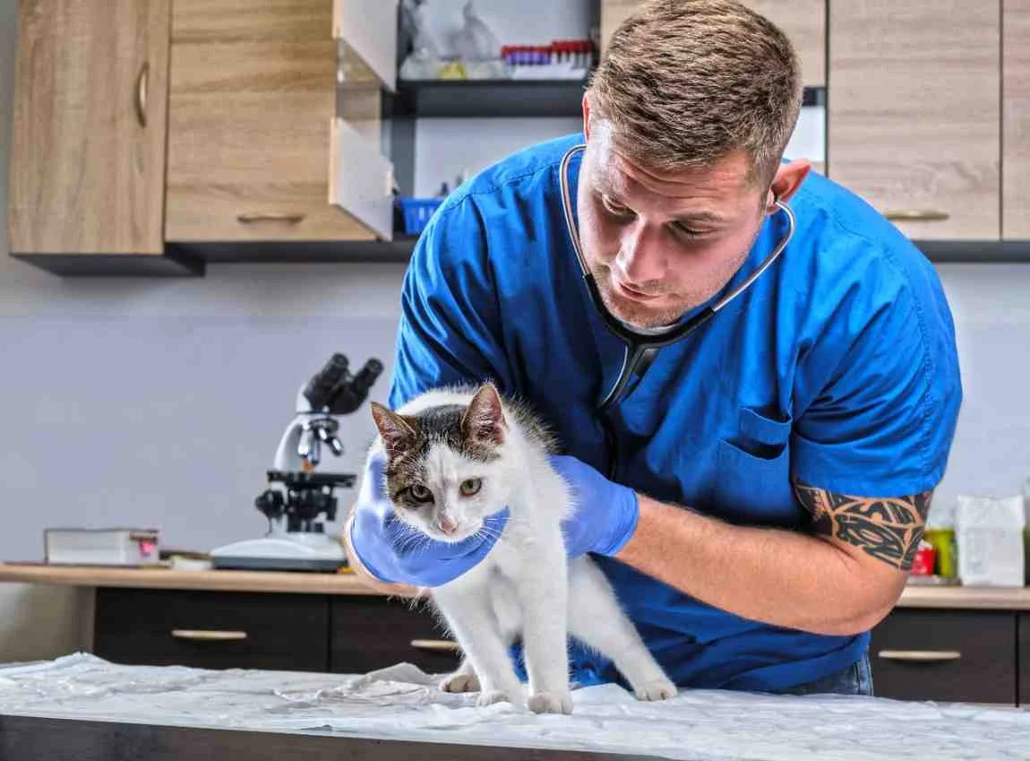 Veterinary Education