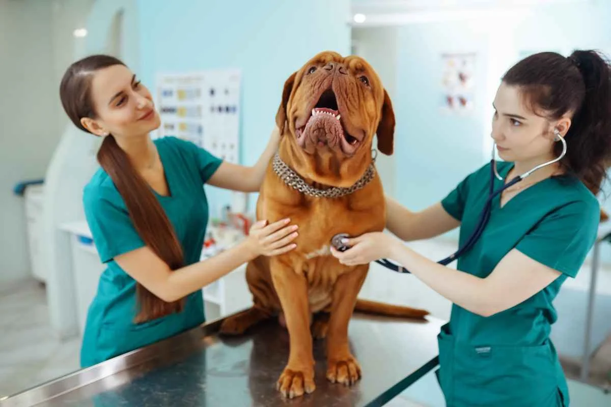 Veterinary Education